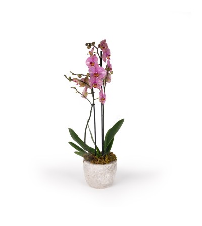 Orchidea Phalaenopsis con vaso