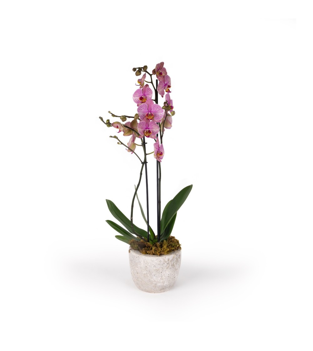 arte-e-fiori-Orchidea Phalaenopsis con vaso