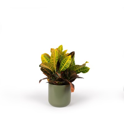 arte-e-fiori-Croton con vaso