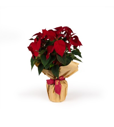 arte-e-fiori-Stella di Natale Standard