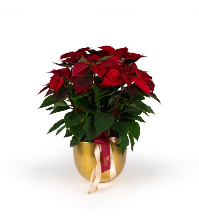 Premium-sized poinsettia with vase